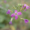 Wild Radish