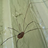 Harvestman (aka Daddy longlegs)