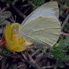 An unknown Butterfly ( एक अज्ञात तितली )