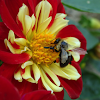 Dahlia (and a Bumblebee)