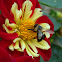 Dahlia (and a Bumblebee)