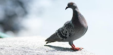 Pigeon Wallpapers by Right Brain Mobile APK