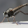 Wasp Robber Fly