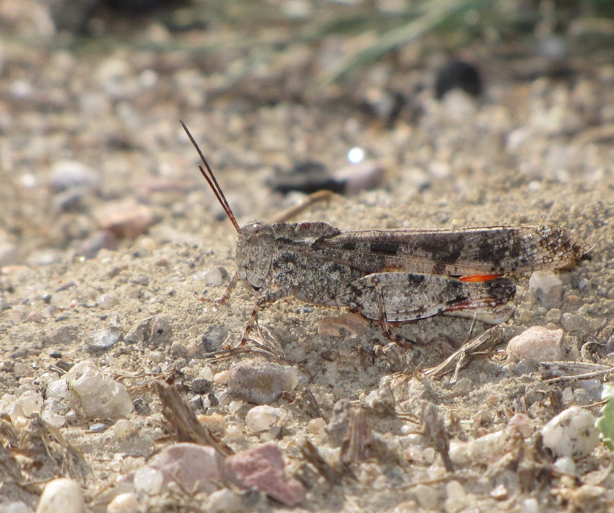 Mottled Sand Grasshopper