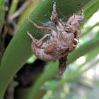 Cicada Larval Case