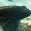 Forster's hawkfish (on blue porites)
