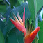 Heliconia or False-Bird-Of-Paradise