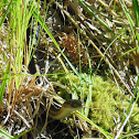 Mountain Garter Snake