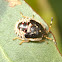 Shield bug nymph