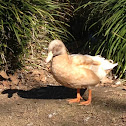 Buff Duck (domestic Mallard)