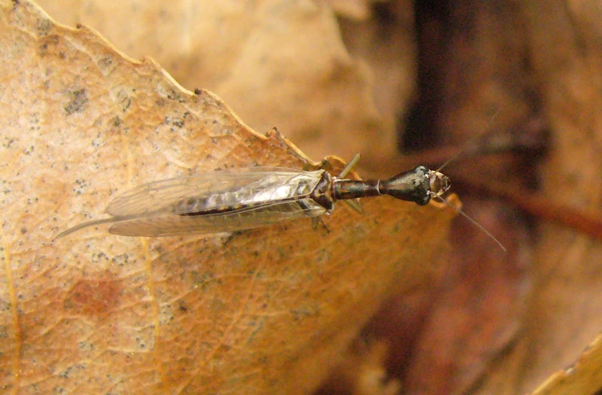 Raphidioptera