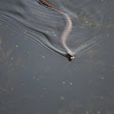 Lake Erie Water Snake