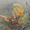 Glasswort