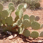 Prickly Pear Cactus