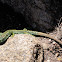 Carpetane rock lizard; Lagartija carpetana