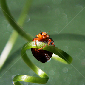Lady bugs by Ad Har - Animals Insects & Spiders