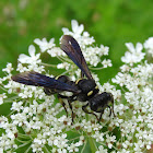 Jewel Beetle Wasp (female)