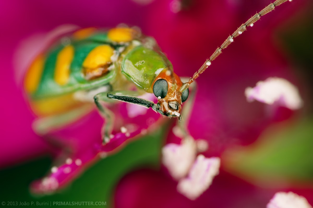 Curcubit beetle