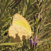 Broad-bordered Grass Yellow