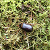 Northern June Beetle