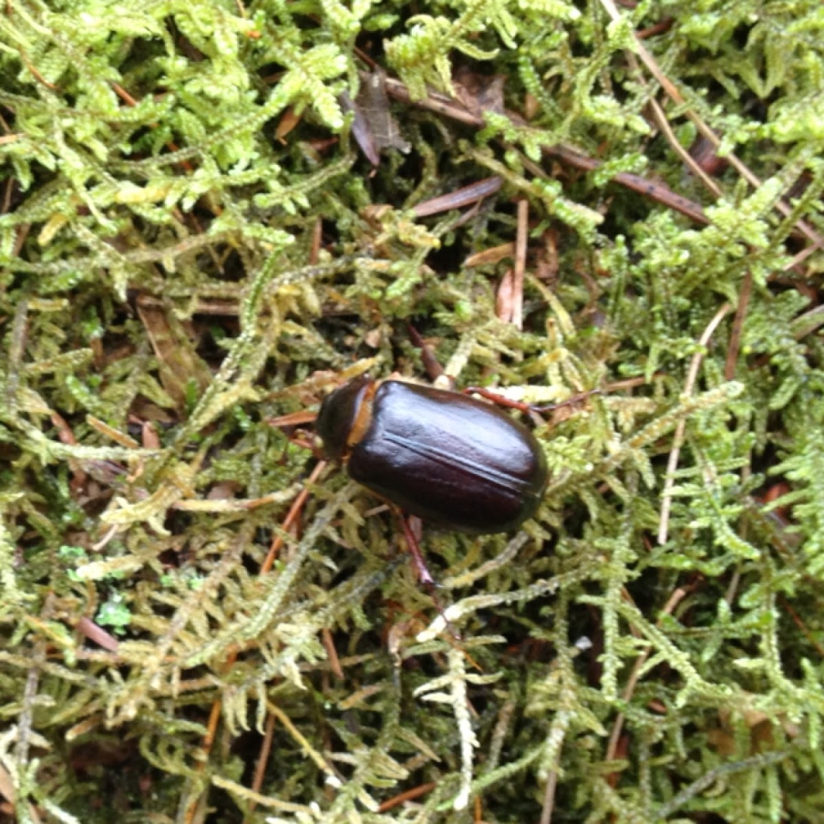 Northern June Beetle