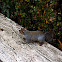 Eastern grey squirrel, scoiattolo grigio