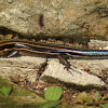 Common Five Lined Skink