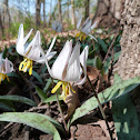 Trout Lily (Dogtooth violet)