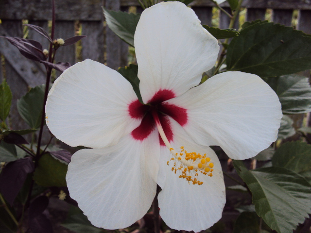 Hibiscus 'Timeless'