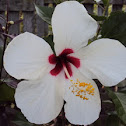 Hibiscus 'Timeless'