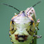 Green Stink Bug (fifth-instar nymph)