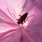 Lined longhorn beetle