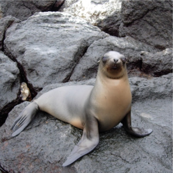 Lobo o león marino de las Galápagos. Sea lion | Project Noah