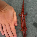 Red Salamander