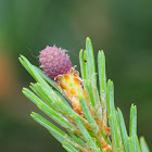 Scots Pine; Pino Silvestre