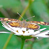 Mylitta Crescent Butterfly