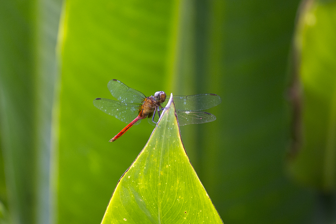 Fiery Skimmer Dragonfly