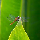 Fiery Skimmer Dragonfly