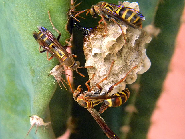paper wasps & nest