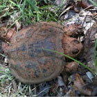 Snapping turtle