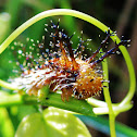Clipper Butterfly Caterpillar