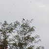 European Magpie