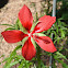 Texas Star Hibiscus