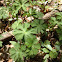 Wild geranium