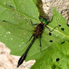 Racket-tailed Emerald