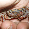 Natal River Crab