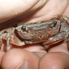 Natal River Crab