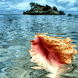 Shell In Tropical Sea Live Wal