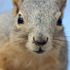 Fox Squirrel