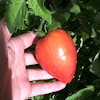 Pink oxheart tomatoe